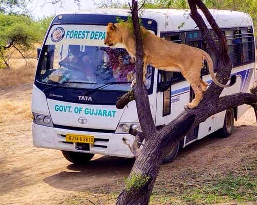 Devalia Bus Safari